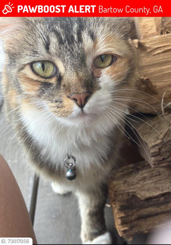 Lost Female Cat last seen Cherokee hills drive, Bartow County, GA 30171