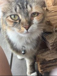 Lost Female Cat last seen Cherokee hills drive, Bartow County, GA 30171