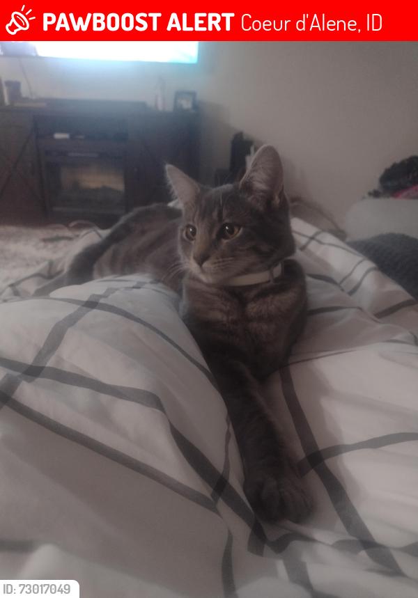 Lost Female Cat last seen Anne Street, Hoffman Street, Coeur d'Alene, ID 83815