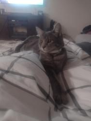 Lost Female Cat last seen Anne Street, Hoffman Street, Coeur d'Alene, ID 83815