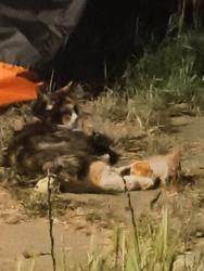 Reunited Female Cat last seen 600south 500/600 east, Salt Lake City, UT 84102