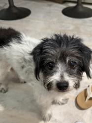Reunited Female Dog last seen Reseda/Mayall, Los Angeles, CA 91324