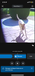 Found/Stray Unknown Dog last seen Seneca Rd, Apple Valley, CA 92307