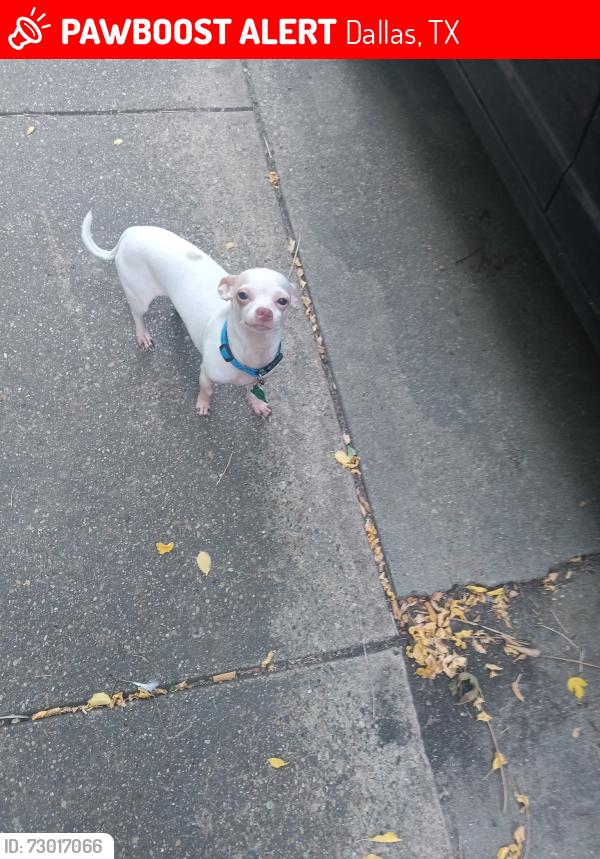 Lost Male Dog last seen Near Montalba Dallas tx, Dallas, TX 75228