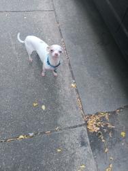 Lost Male Dog last seen Near Montalba Dallas tx, Dallas, TX 75228