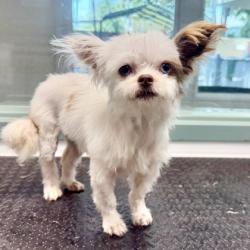 Shelter Stray Female Dog last seen 88-89th st, Oakland, CA, 1101 29th Ave, Oakland, CA 94601, USA