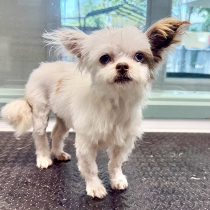 Shelter Stray Female Dog last seen 88-89th st, Oakland, CA, 1101 29th Ave, Oakland, CA 94601, USA