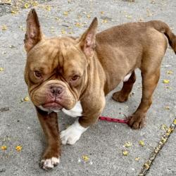 Shelter Stray Male Dog last seen Near e ninth st, Oakland, CA, 1101 29th Ave, Oakland, CA 94601, USA