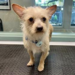 Shelter Stray Male Dog last seen , , CA, 1101 29th Ave, Oakland, CA 94601, USA