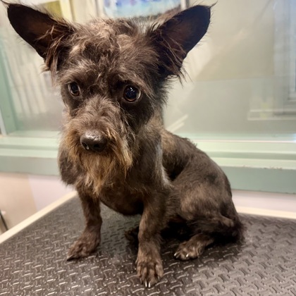 Shelter Stray Male Dog last seen , , CA, 1101 29th Ave, Oakland, CA 94601, USA