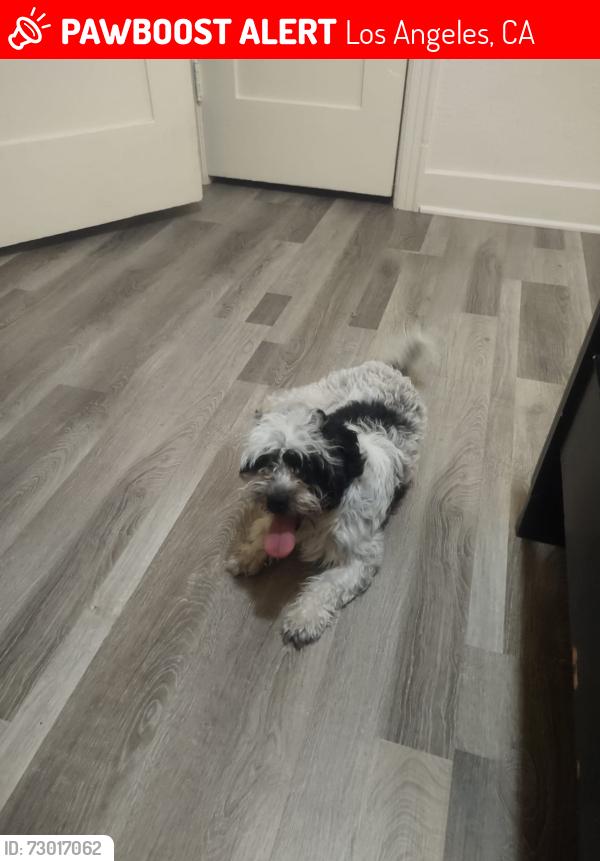 Lost Male Other last seen North1st street y Lincoln Ave, Montebello, CA 90640