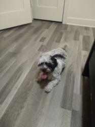Lost Male Other last seen North1st street y Lincoln Ave, Montebello, CA 90640