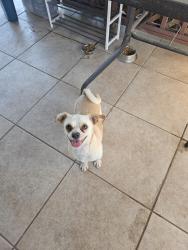 Reunited Male Dog last seen Near Wienerschnitzel on main st, El Cajon, CA 92021