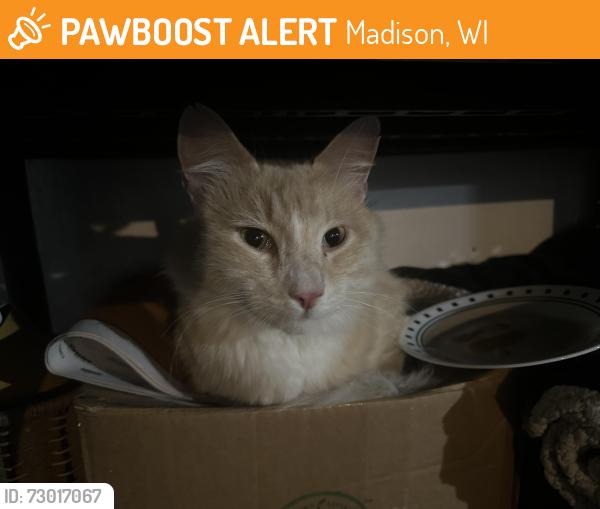 Found/Stray Unknown Cat last seen Eken Park, Madison, WI 53704