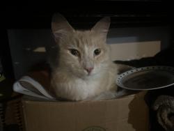Found/Stray Unknown Cat last seen Eken Park, Madison, WI 53704