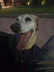 Found/Stray Female Dog last seen Pecos and tropical north las vegas , North Las Vegas, NV 89081