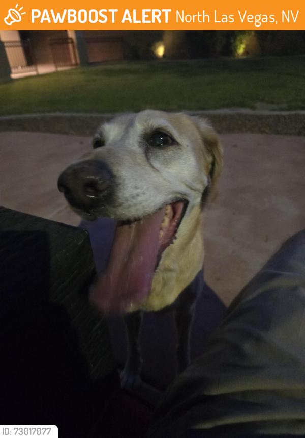 Found/Stray Female Dog last seen Pecos and tropical north las vegas , North Las Vegas, NV 89081