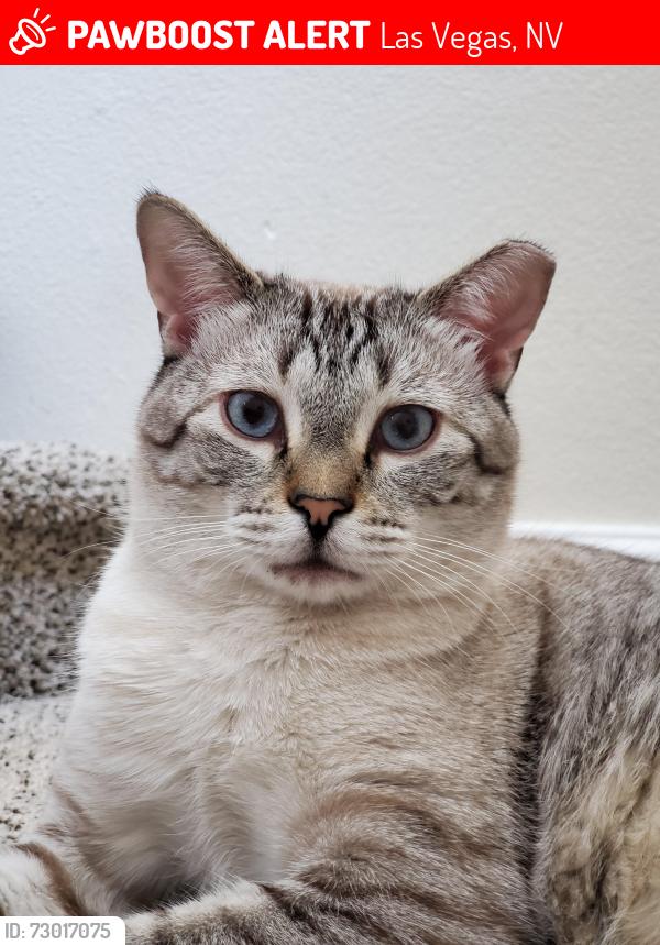Lost Male Cat last seen Patrick and Villa Lante Ave, Las Vegas, NV 89113