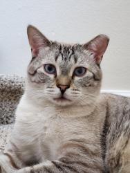 Lost Male Cat last seen Patrick and Villa Lante Ave, Las Vegas, NV 89113
