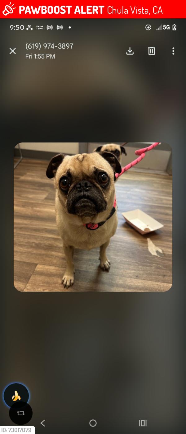 Lost Female Dog last seen C zt, Chula Vista, CA 91912