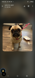Lost Female Dog last seen C zt, Chula Vista, CA 91912