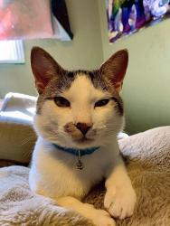 Lost Male Cat last seen 52nd and Tennyson , Denver, CO 80212