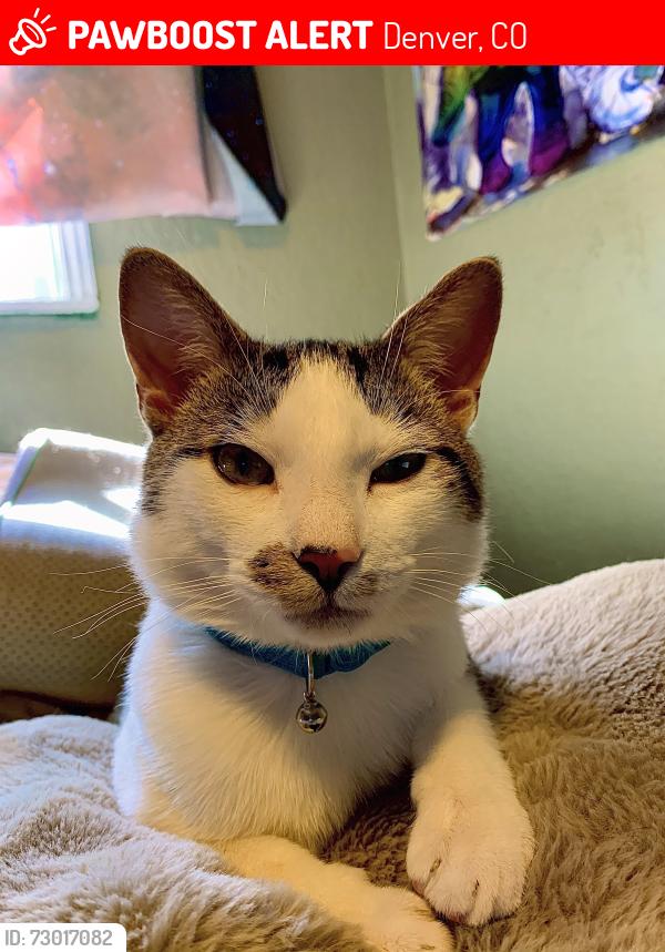 Lost Male Cat last seen 52nd and Tennyson , Denver, CO 80212