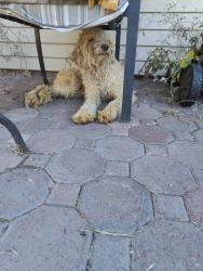 Found/Stray Female Dog last seen Brett Dr and Hillsdale Blvd, Sacramento, CA 95842