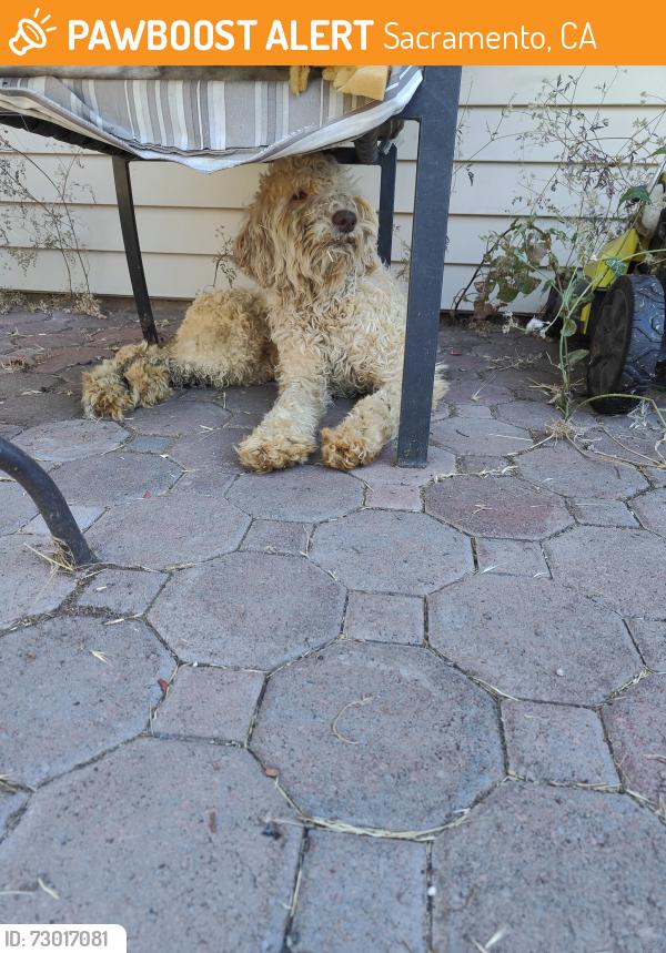 Found/Stray Female Dog last seen Brett Dr and Hillsdale Blvd, Sacramento, CA 95842