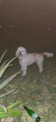 Found/Stray Unknown Dog last seen Morrie, Garden Grove, CA 92840