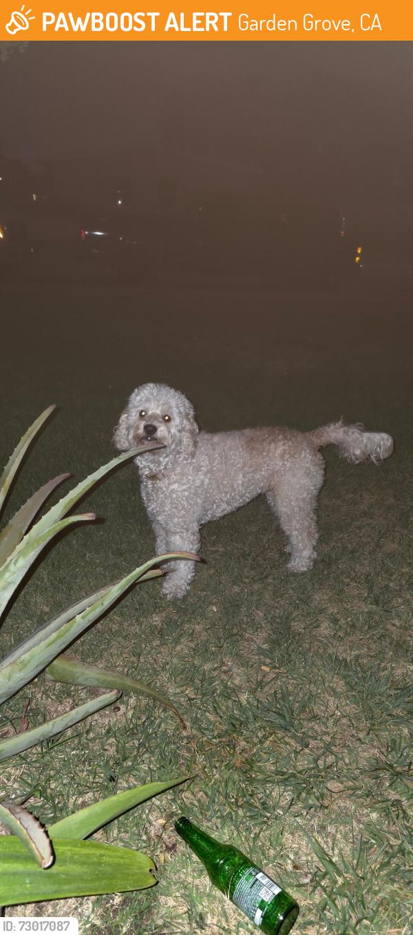 Found/Stray Unknown Dog last seen Morrie, Garden Grove, CA 92840