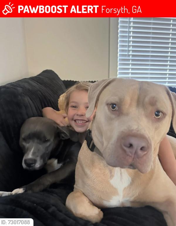 Lost Male Dog last seen Johnstonville road , Forsyth, GA 31029