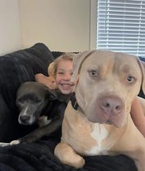 Lost Male Dog last seen Johnstonville road , Forsyth, GA 31029