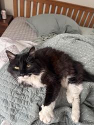Found/Stray Female Cat last seen 44th terrace, Kansas City, KS 66106