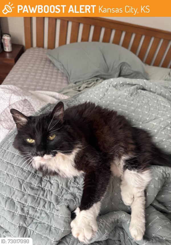 Found/Stray Female Cat last seen 44th terrace, Kansas City, KS 66106