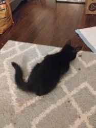 Found/Stray Female Cat last seen Siskin and Bunting, North Augusta, SC 29841