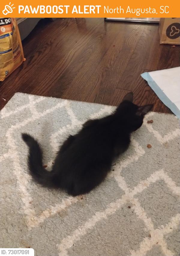 Found/Stray Female Cat last seen Siskin and Bunting, North Augusta, SC 29841