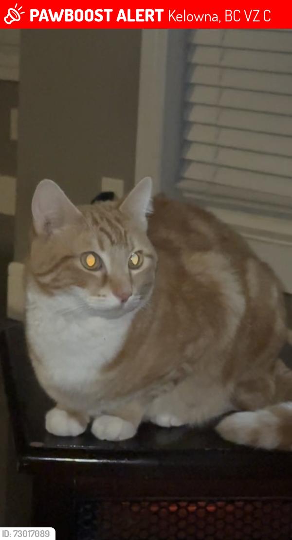 Lost Male Cat last seen Near old ferry wharf road , Kelowna, BC V1Z 0C5