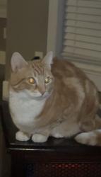 Lost Male Cat last seen Near old ferry wharf road , Kelowna, BC V1Z 0C5