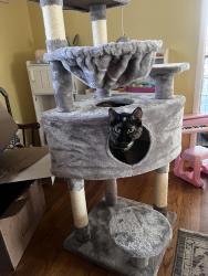 Lost Female Cat last seen First Ave and Bogardus Ave, Whittier, CA 90603