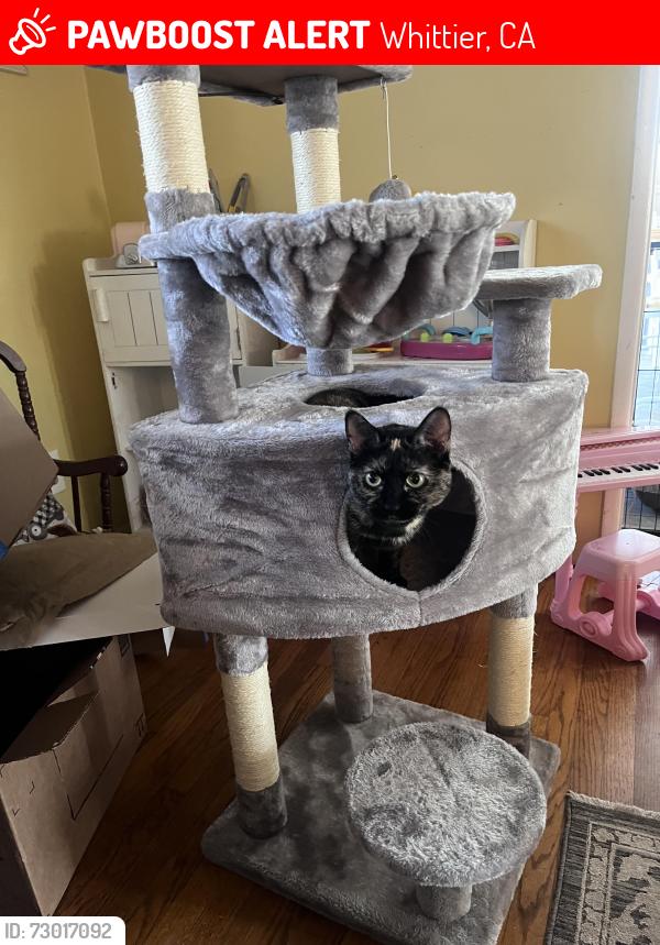 Lost Female Cat last seen First Ave and Bogardus Ave, Whittier, CA 90603