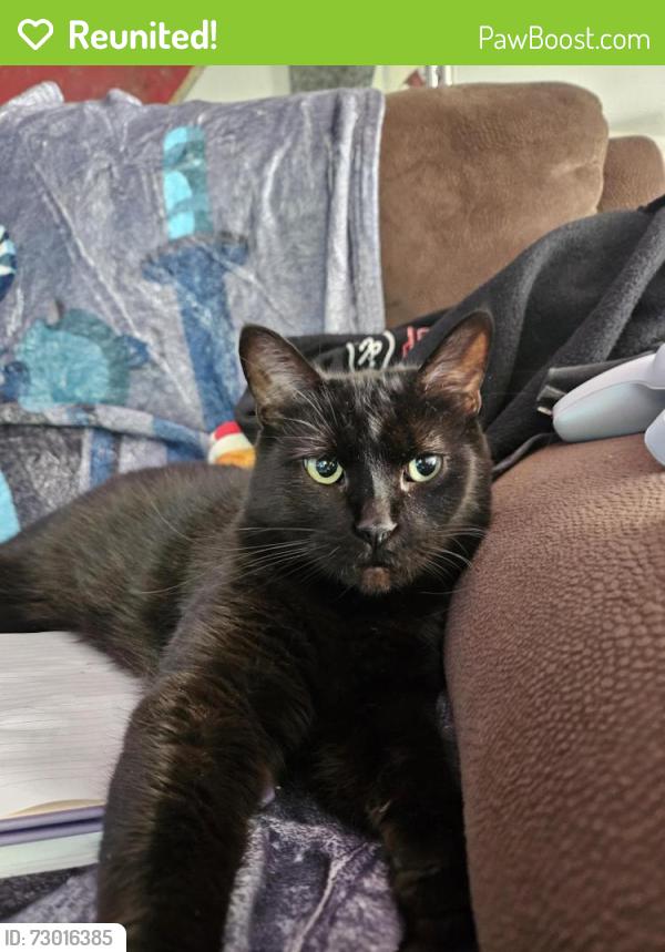 Reunited Female Cat last seen Major and Hume st, London, ON N5Z 1E3