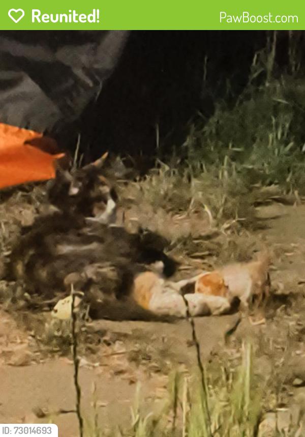 Reunited Female Cat last seen 600south 500/600 east, Salt Lake City, UT 84102