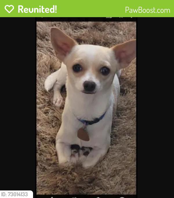 Reunited Male Dog last seen 108th Ave & Heatherbrae DR , Phoenix, AZ 85037