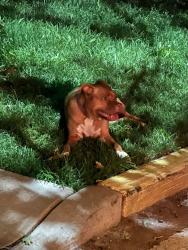 Found/Stray Female Dog last seen Forest Park, worlds fair pavilion parking lot, St. Louis, MO 63110