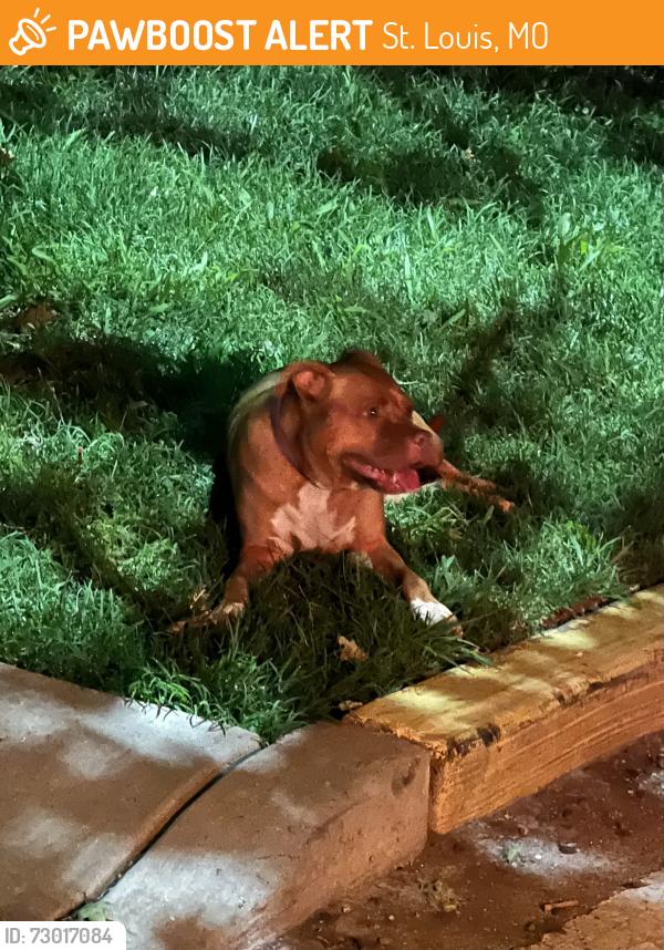 Found/Stray Female Dog last seen Forest Park, worlds fair pavilion parking lot, St. Louis, MO 63110