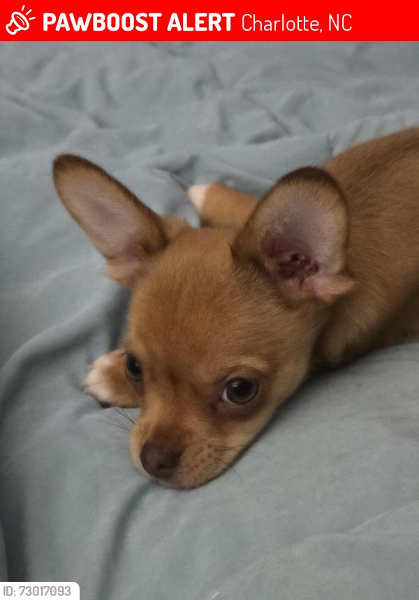 Lost Male Dog last seen Marsh road, Charlotte, NC 28209