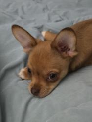 Lost Male Dog last seen Marsh road, Charlotte, NC 28209