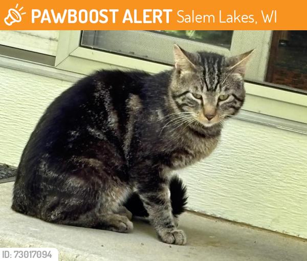Found/Stray Unknown Cat last seen Rte 83 and JF, Salem Lakes, WI 53179