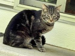 Found/Stray Unknown Cat last seen Rte 83 and JF, Salem Lakes, WI 53179